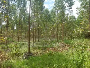 Agricultural Land for Sale in Lukasa Village, Nakaseke , 118 Acres