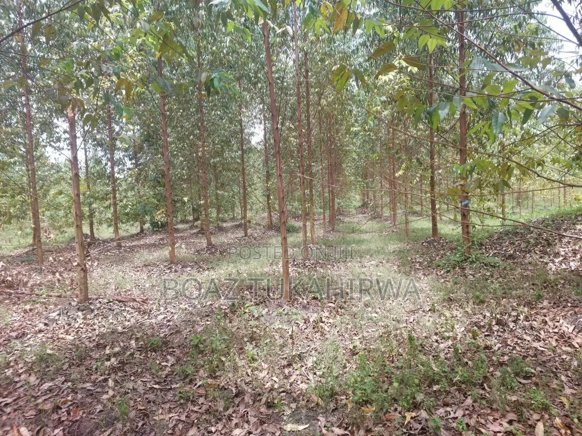 Agricultural Land for Sale in Lukasa Village, Nakaseke , 118 Acres
