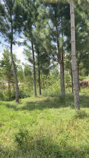 Land on Sale