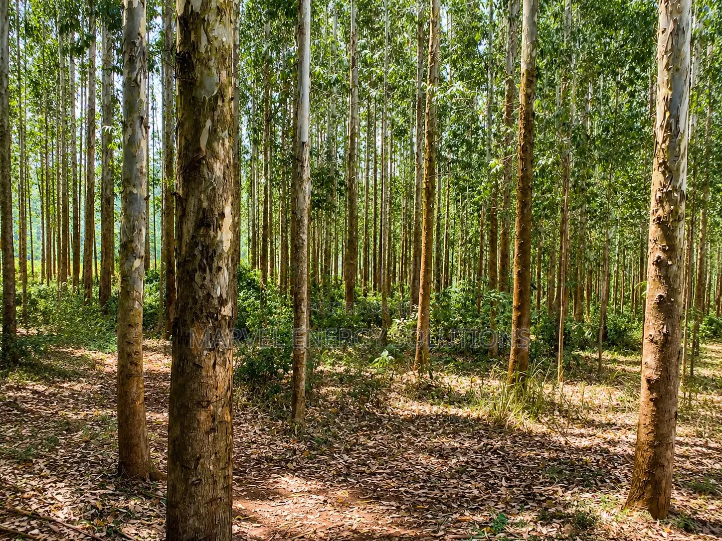 Kalitunsi Quality Timber Trees/ Eucalyptus Tree Plantation
