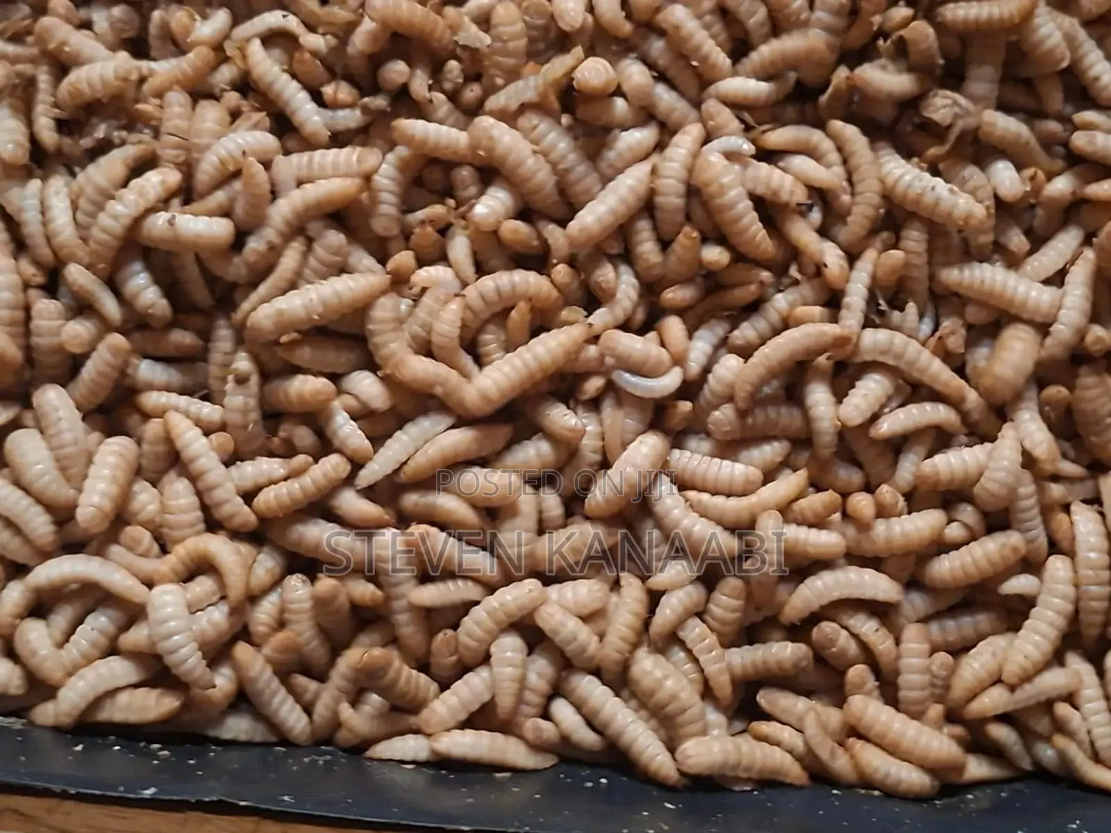 BSF Larvae and Organic Frass Manure