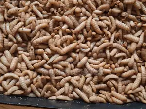BSF Larvae and Organic Frass Manure