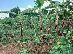 🔥🔥 Quick Sale – 1 Acre of Prime Land for Sale in Nakasajja