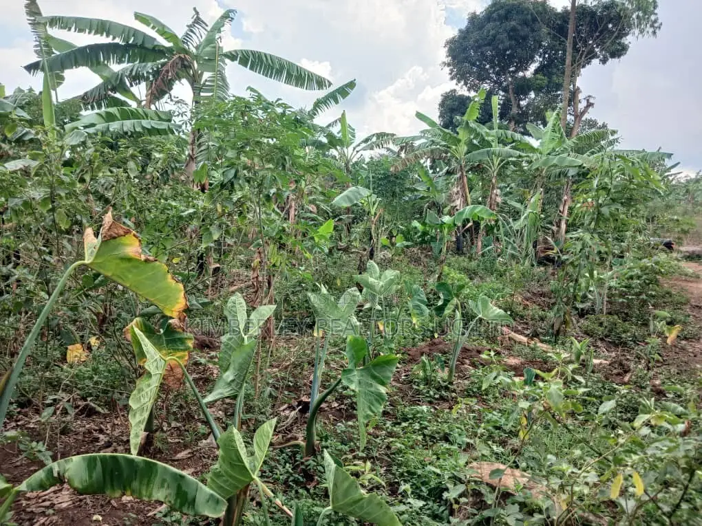 🔥🔥 Quick Sale – 1 Acre of Prime Land for Sale in Nakasajja
