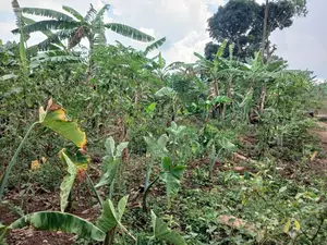 🔥🔥 Quick Sale – 1 Acre of Prime Land for Sale in Nakasajja