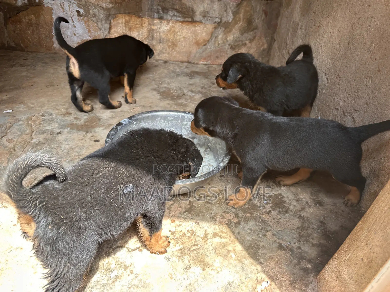 1-3 months Male Purebred Rottweiler