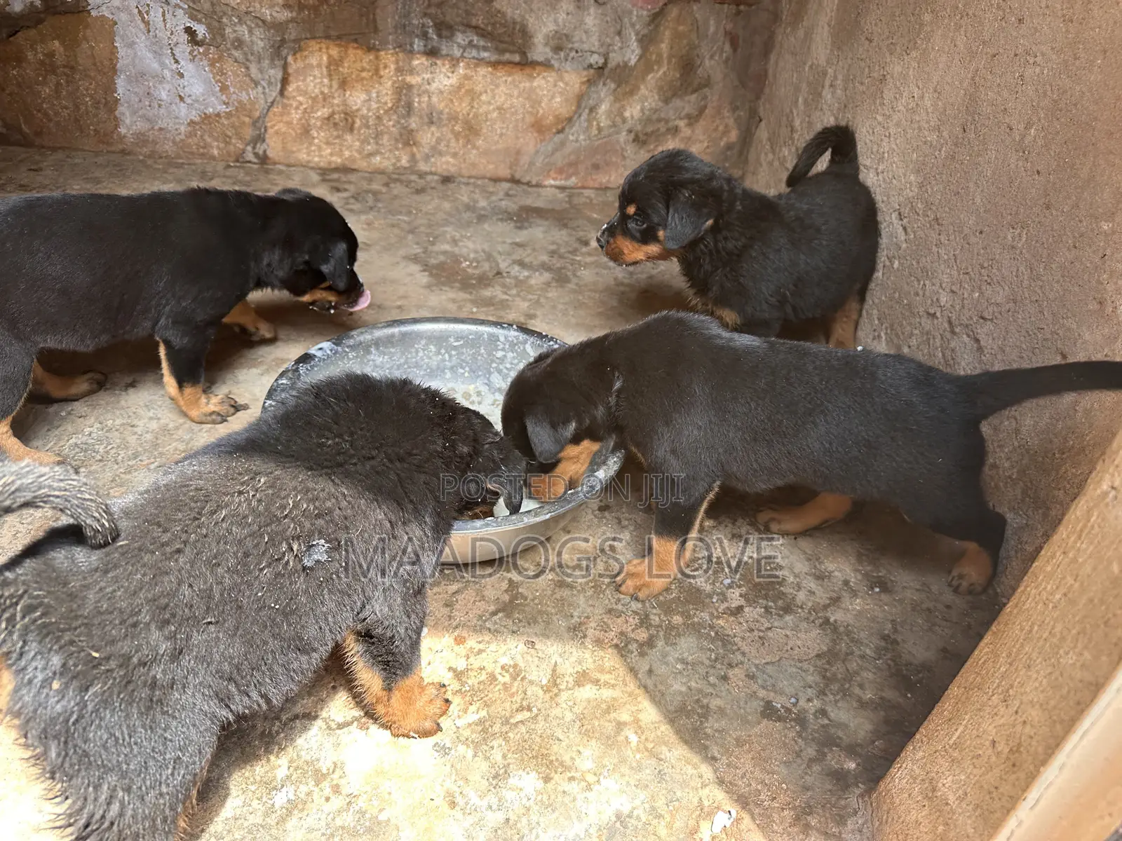 1-3 months Male Purebred Rottweiler