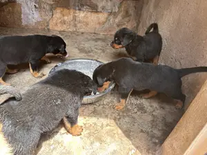 1-3 months Male Purebred Rottweiler