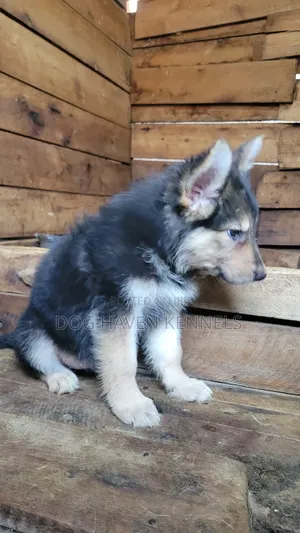 1-3 months Female Purebred German Shepherd