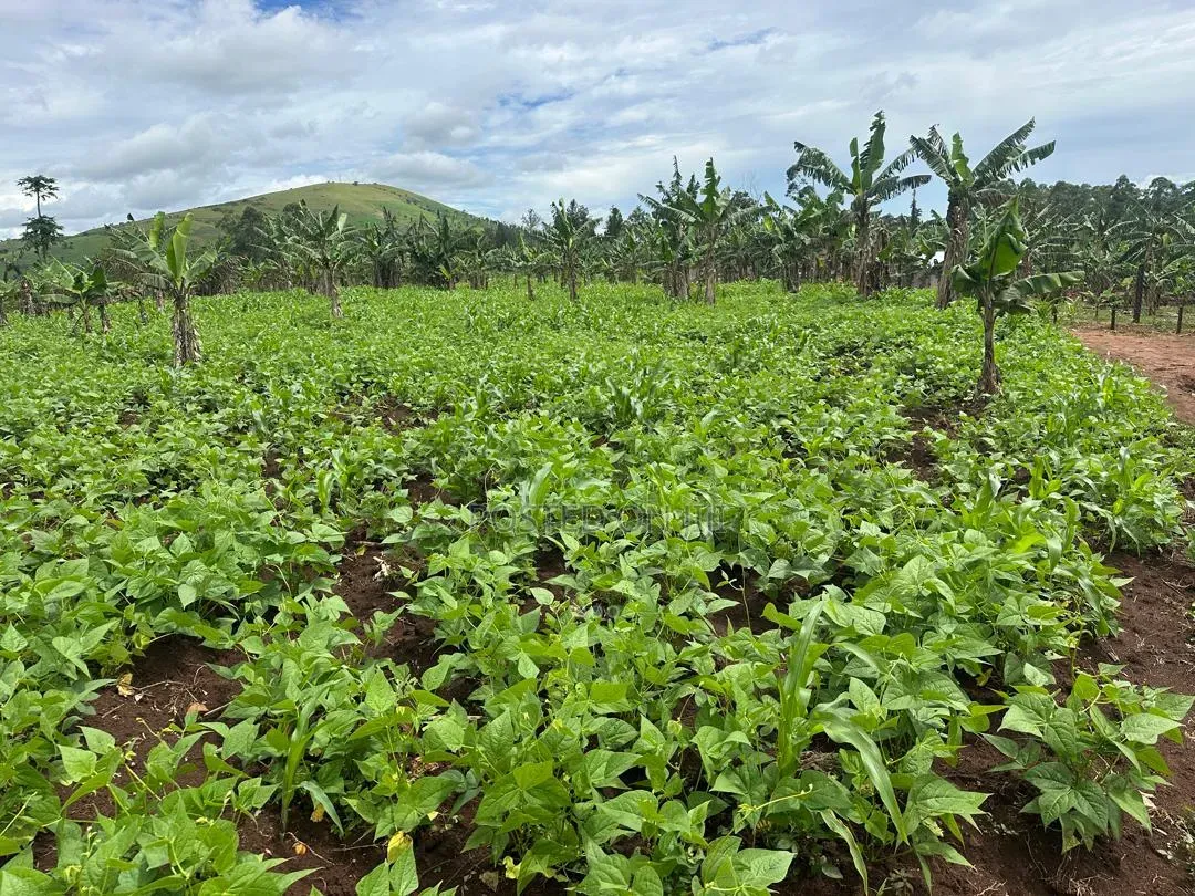 2 Acres of Land for Sale Near Bigodi