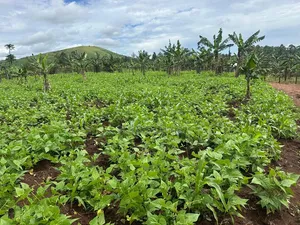 2 Acres of Land for Sale Near Bigodi