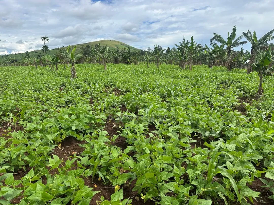 2 Acres of Land for Sale Near Bigodi