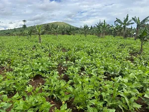 2 Acres of Land for Sale Near Bigodi