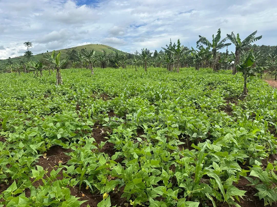 2 Acres of Land for Sale Near Bigodi