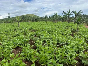 2 Acres of Land for Sale Near Bigodi