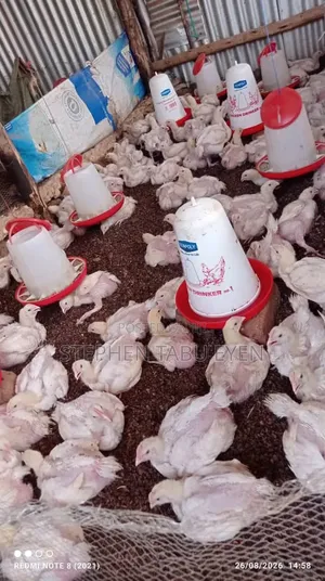 Broiler Chickens