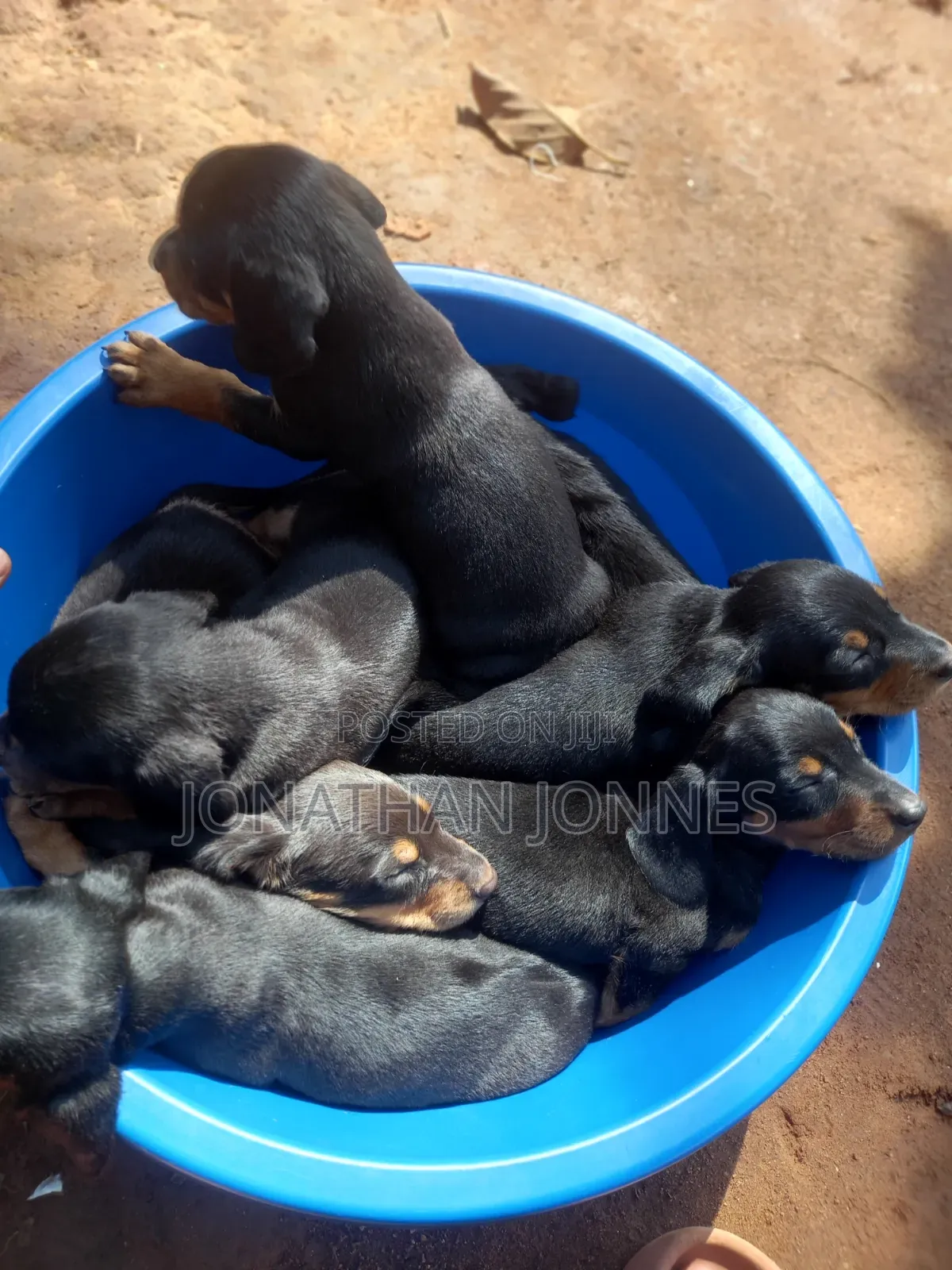 1-3 months Male Purebred Dachshund