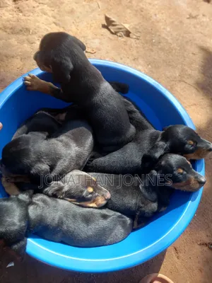 1-3 months Male Purebred Dachshund