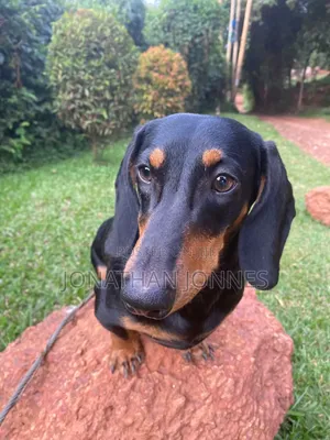 1-3 months Male Purebred Dachshund
