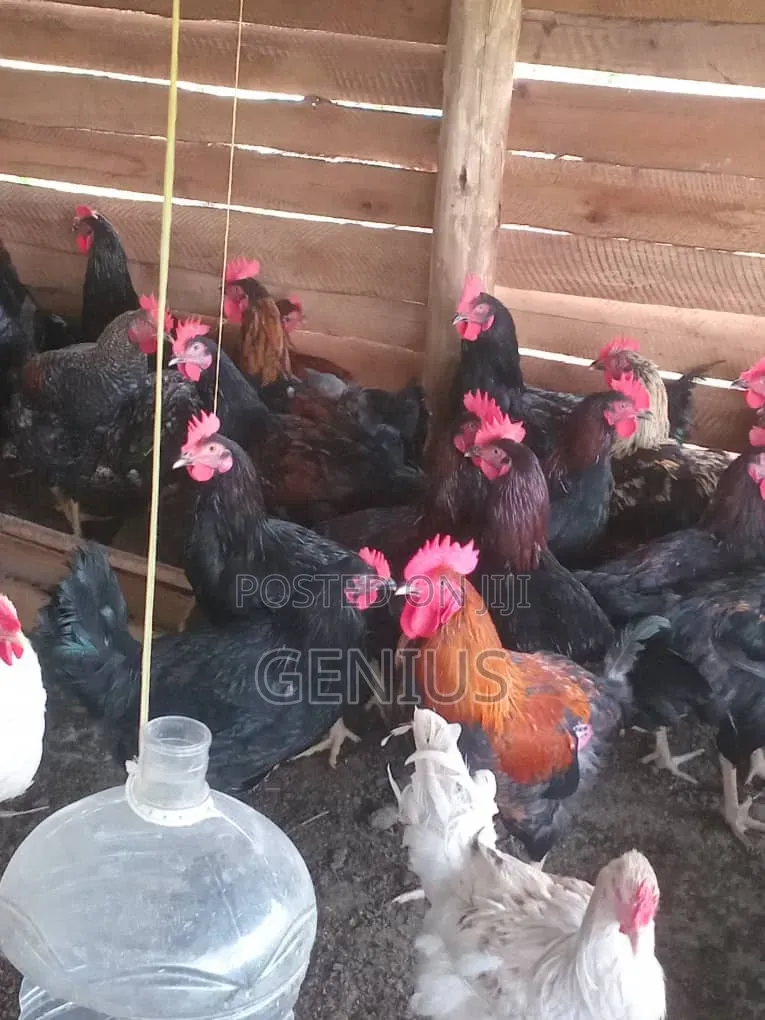 Quick Sale for Mature Local Birds