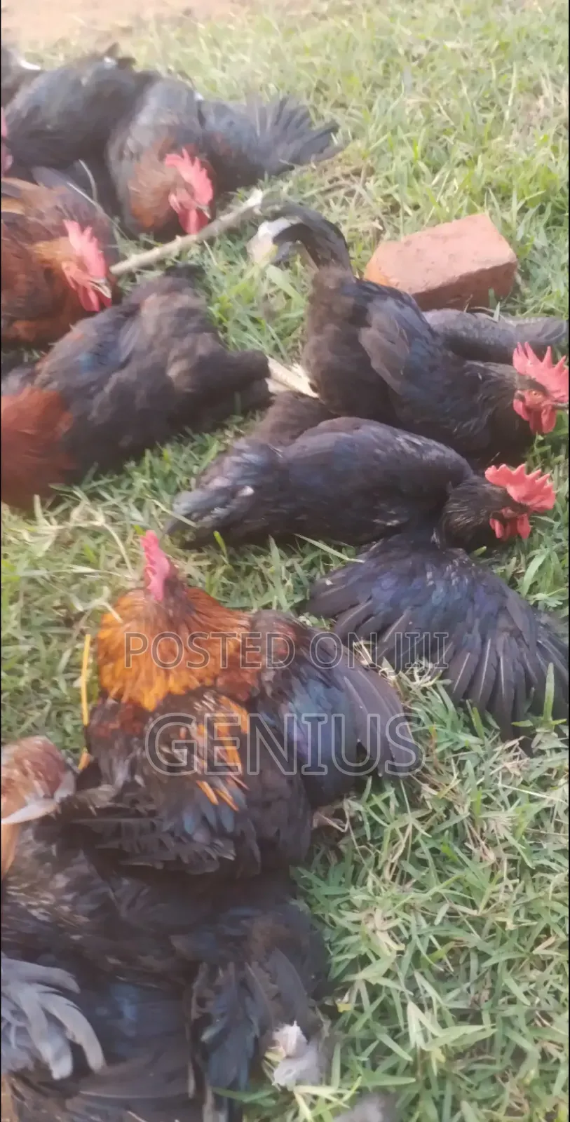 Quick Sale for Mature Local Birds