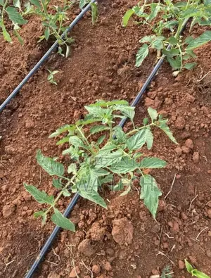 30cm Spacing Driplines