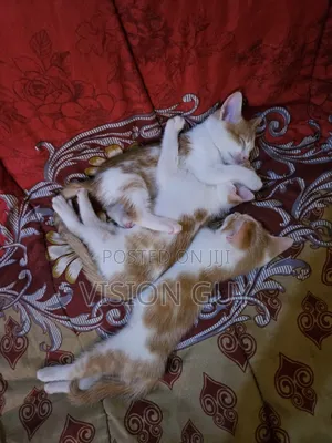 1-3 months Male Mixed Breed Exotic