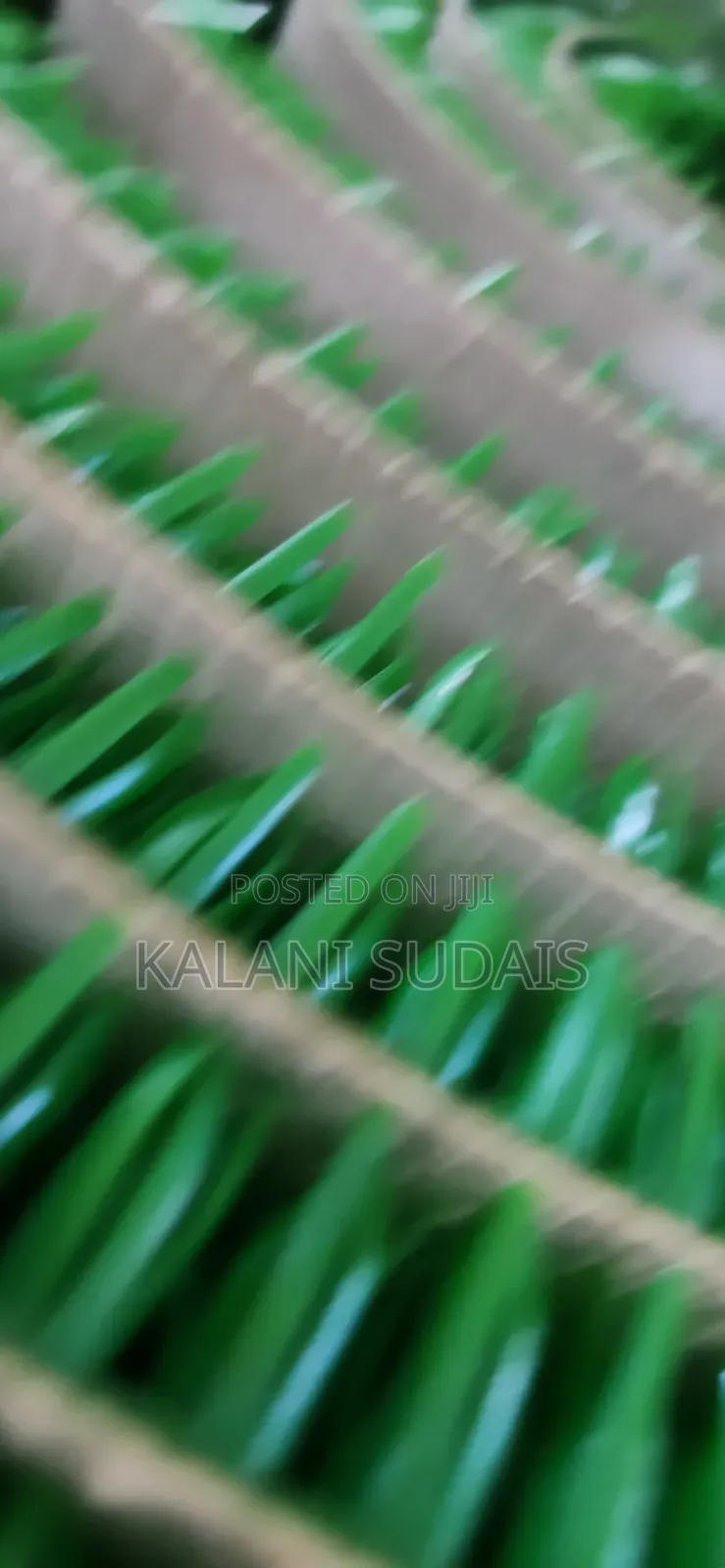 Zuuzuu Green Carpets