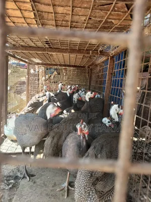 Guinea Folws Pair  for Sale
