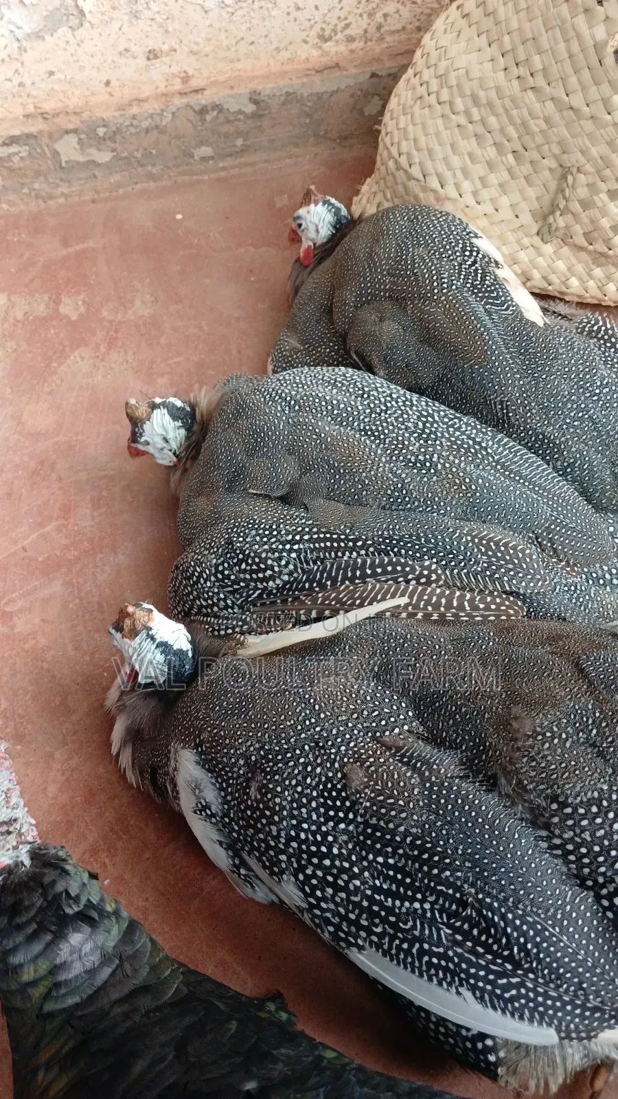 Guinea Folws Pair  for Sale