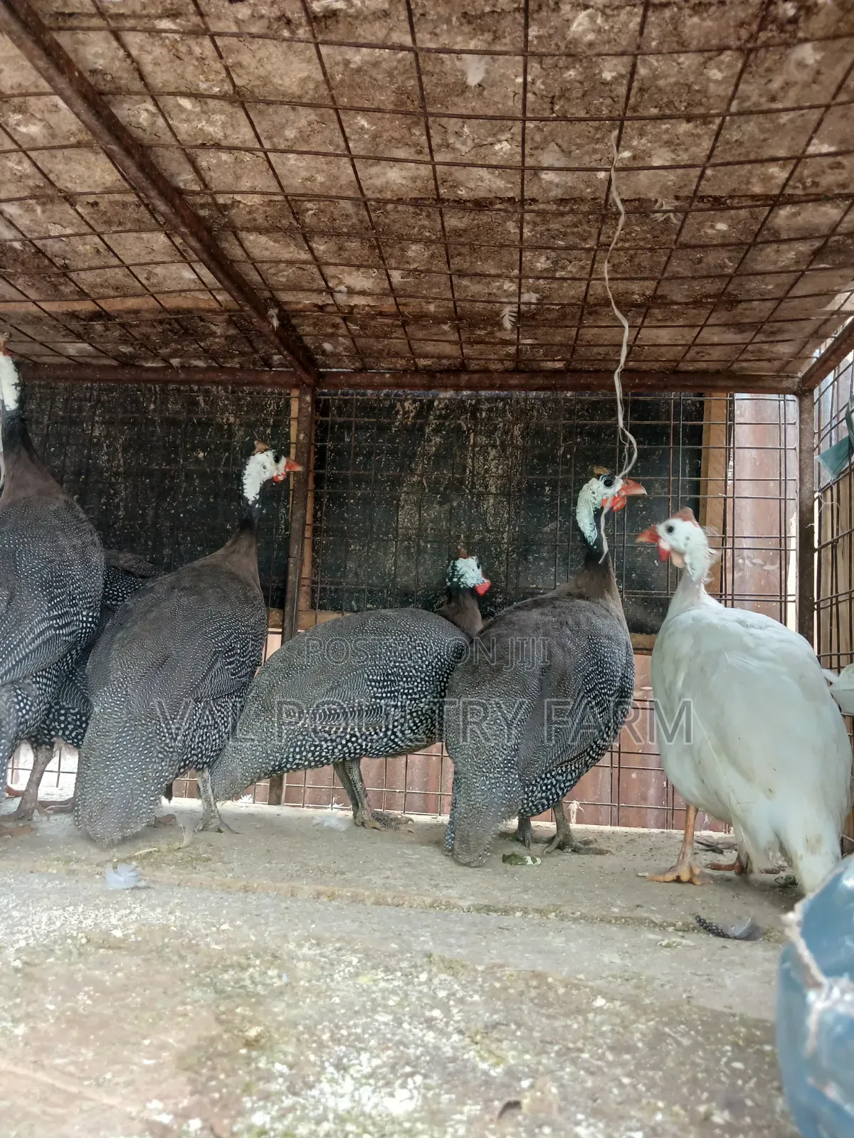 Guinea Folws Pair  for Sale