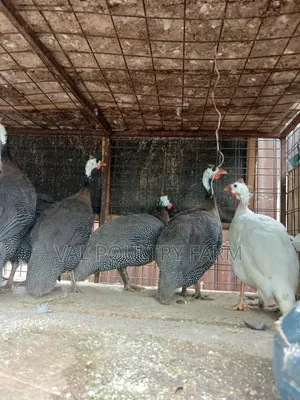 Guinea Folws Pair  for Sale