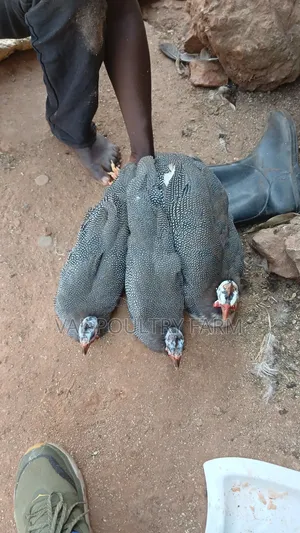 Guinea Folws Pair  for Sale