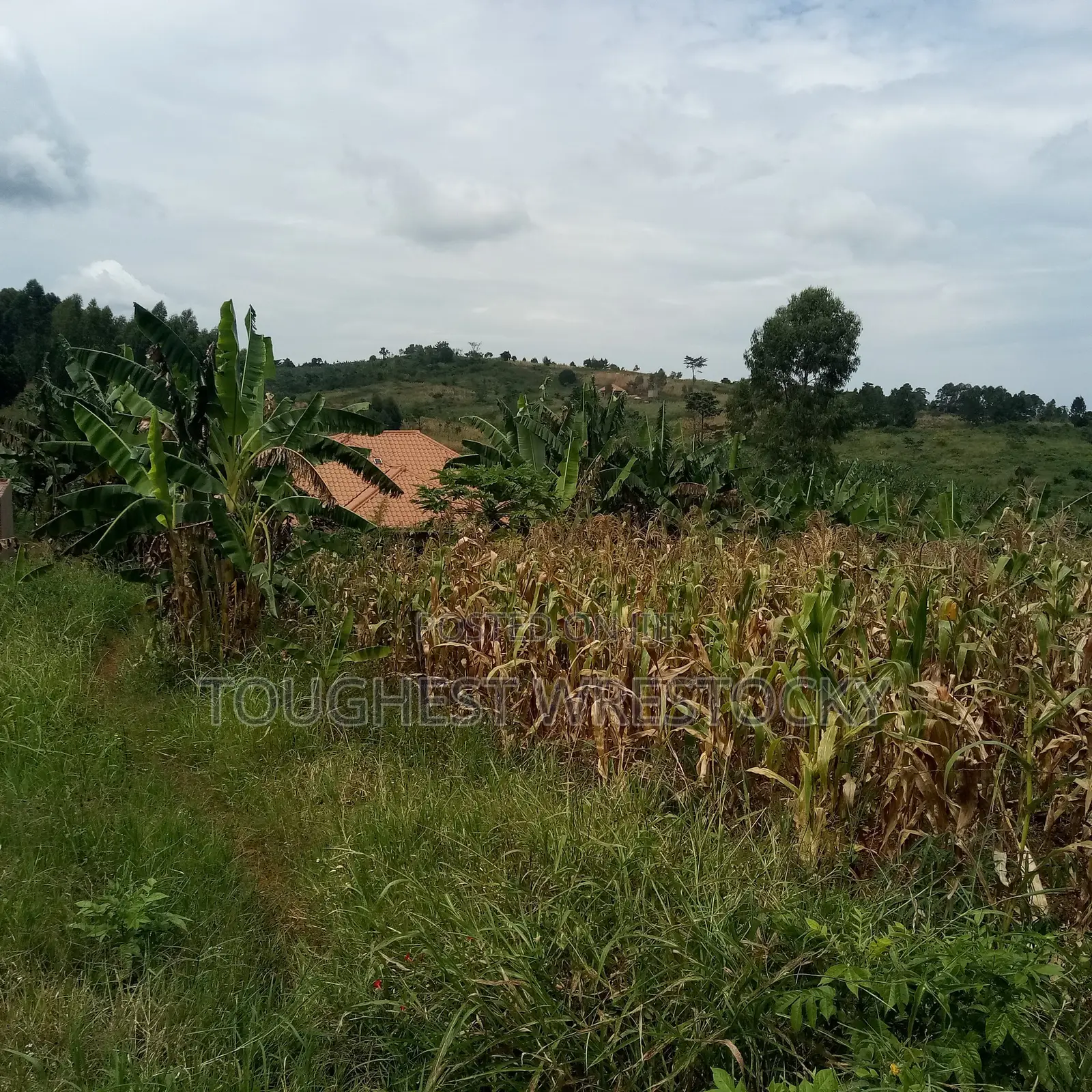 Plot for Sale