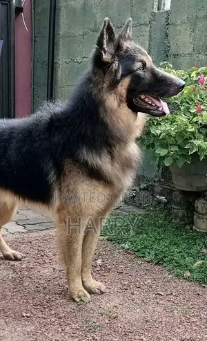 1+ year Male Purebred German Shepherd