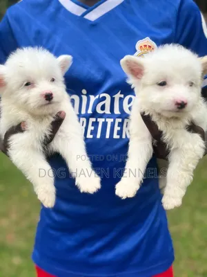 1-3 months Female Purebred Coton de Tulear