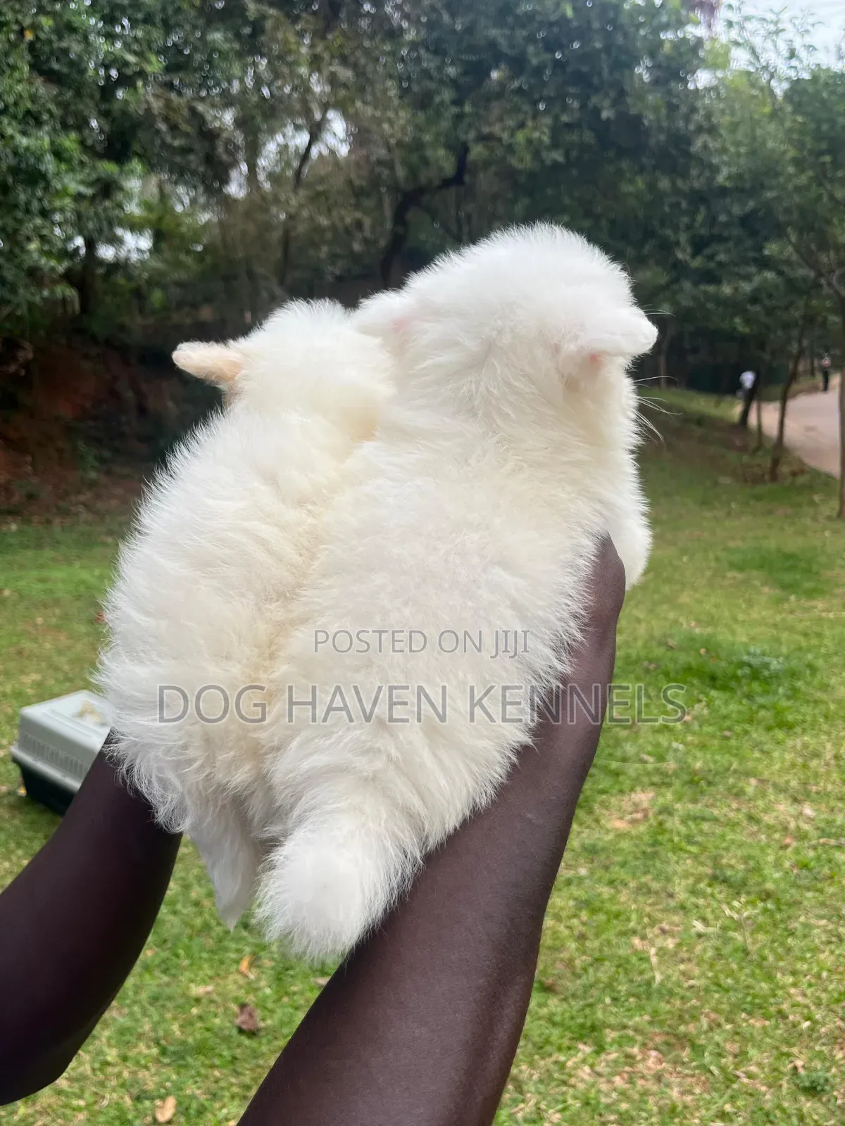 1-3 months Female Purebred Coton de Tulear