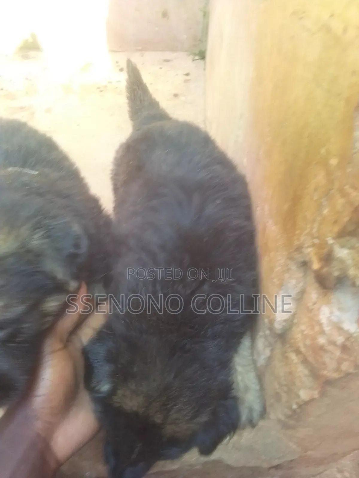 1-3 months Male Purebred German Shepherd