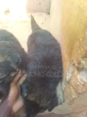 1-3 months Male Purebred German Shepherd