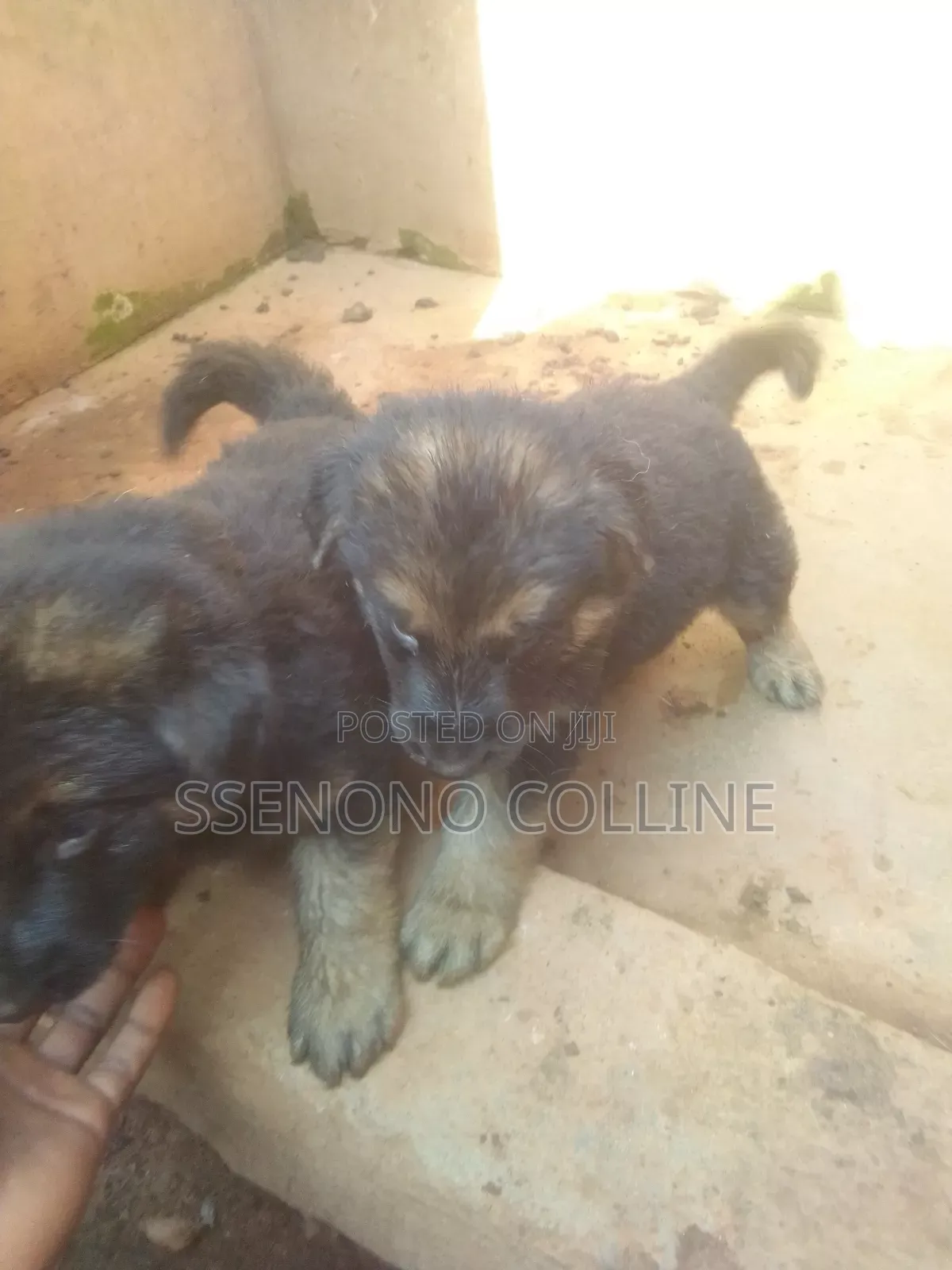 1-3 months Male Purebred German Shepherd