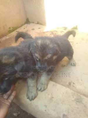 1-3 months Male Purebred German Shepherd