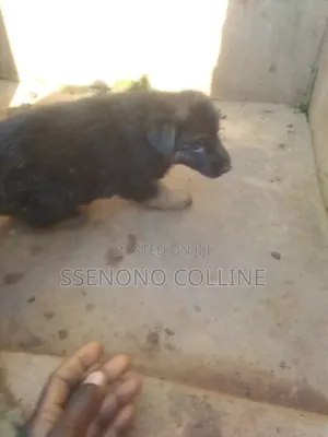 1-3 months Male Purebred German Shepherd