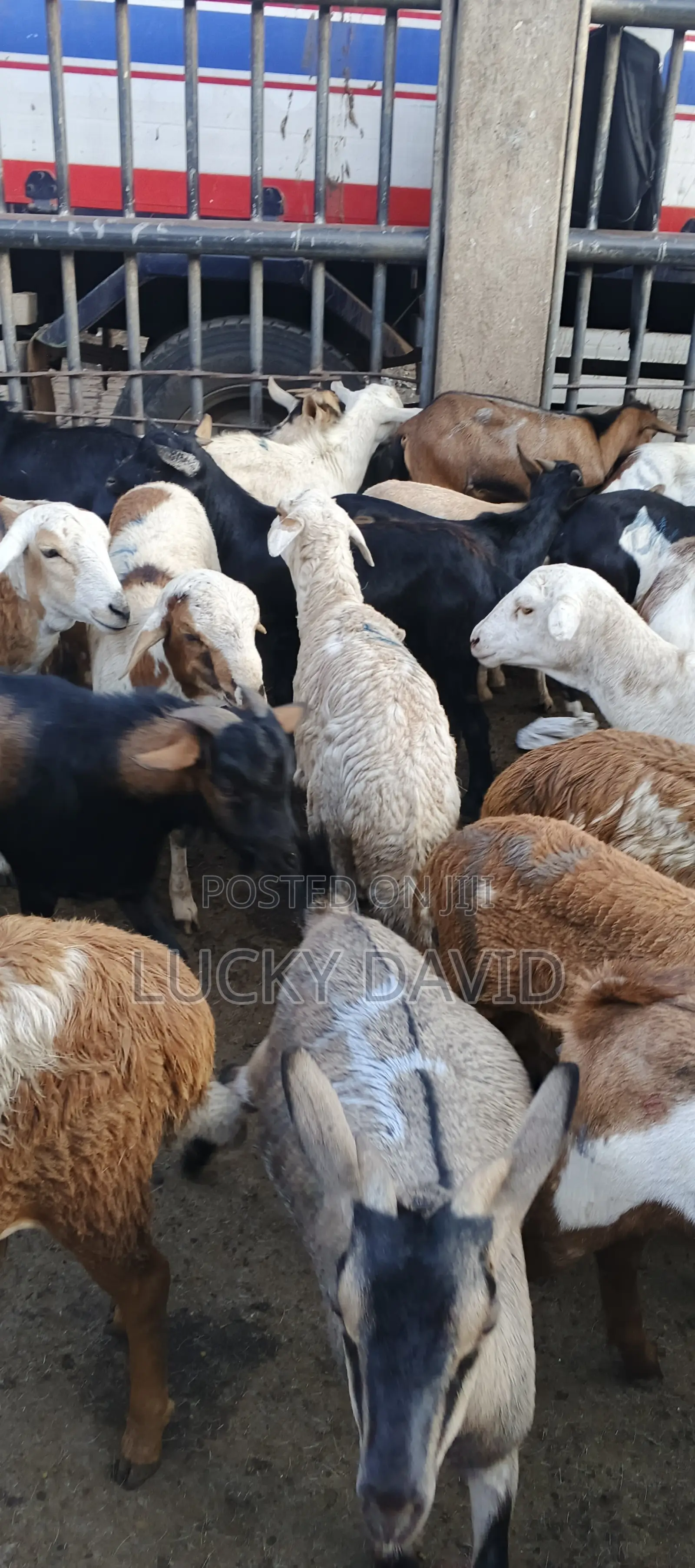 Healthy Goats