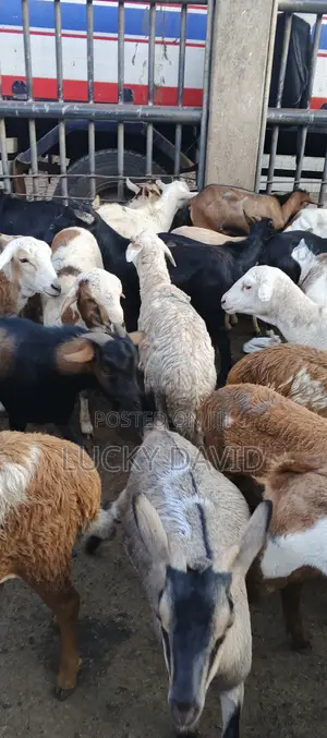 Healthy Goats