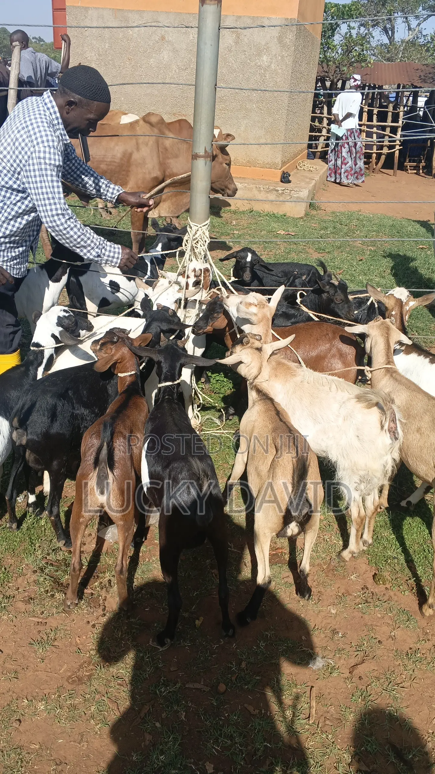 Healthy Goats