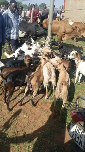 Healthy Goats