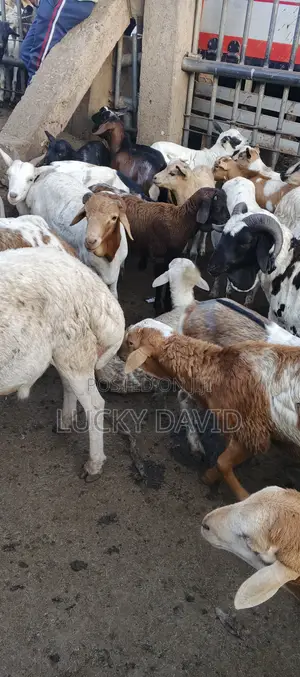 Healthy Goats