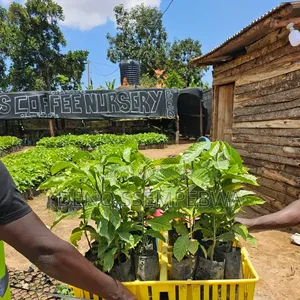 Coffee Seedlings