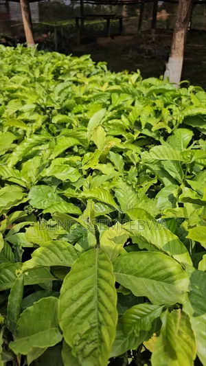 Coffee Seedlings