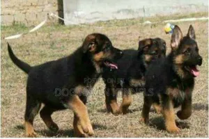 1-3 months Female Purebred German Shepherd